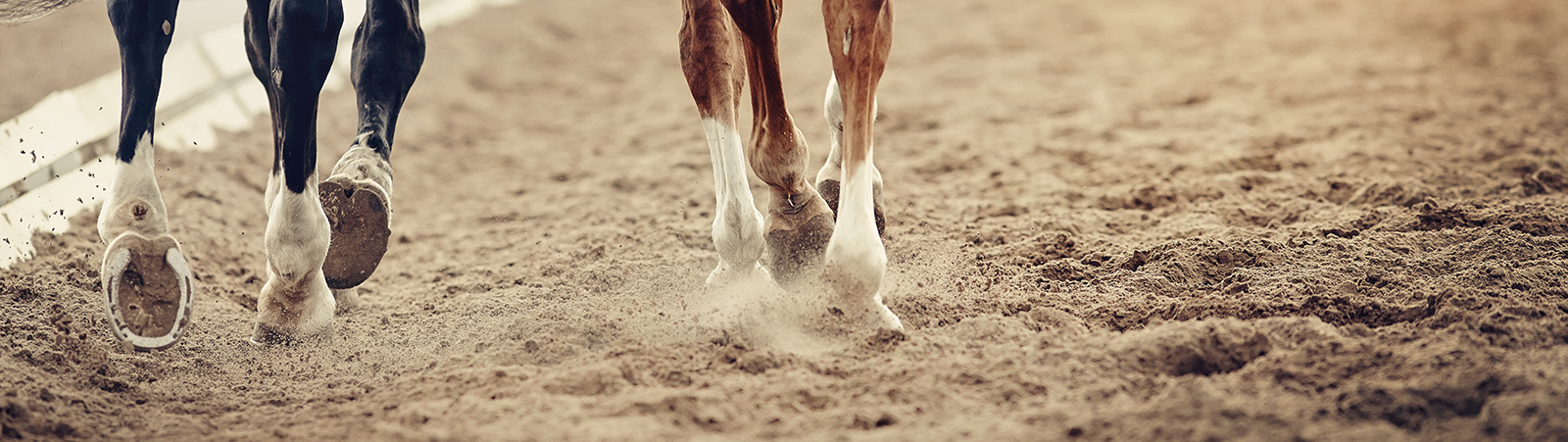 Horse Arena Sand Worthy of a Blue Ribbon